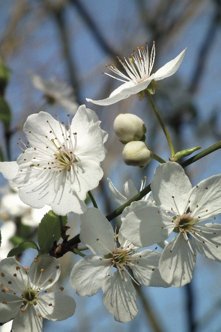 Filial florescer plantar branco