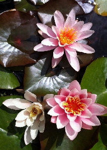 Blossom plant flower petal Photo