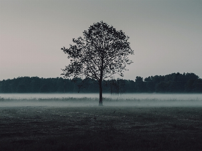 Landscape tree water nature Photo