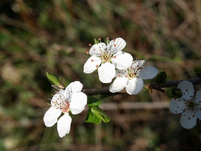 Nature branch blossom plant Photo