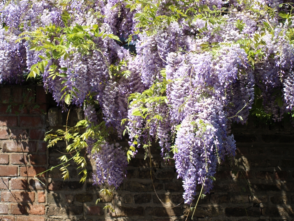 Baum zweig blüte anlage