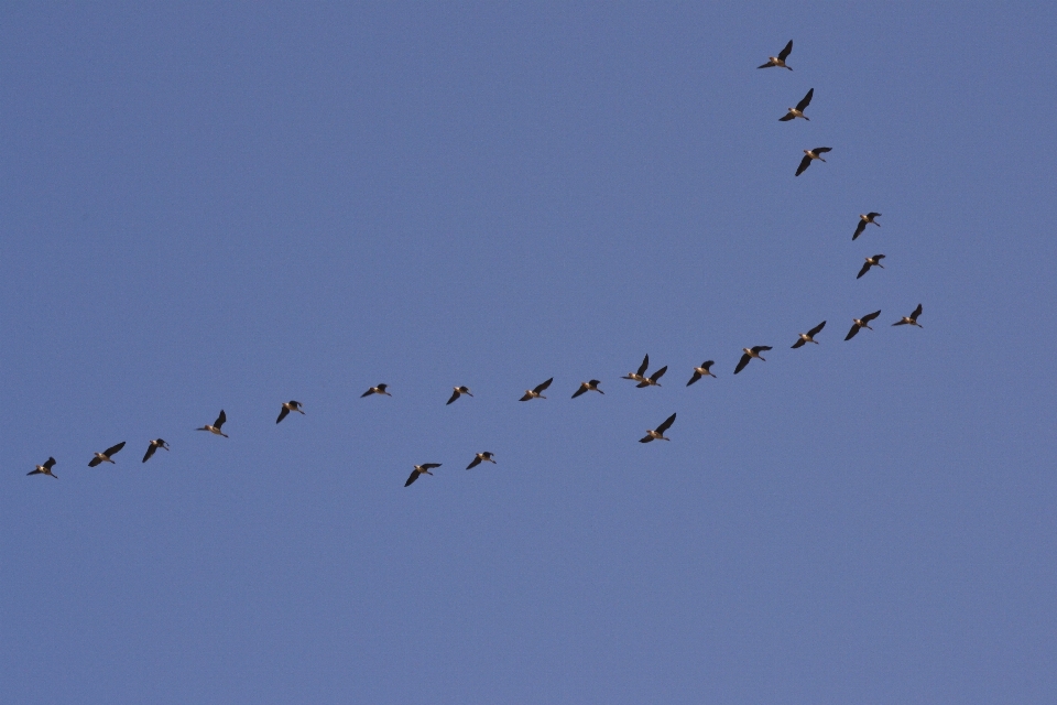 Branch bird wing sky