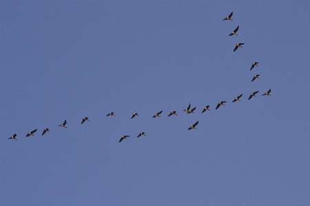 ブランチ 鳥 羽 空 写真