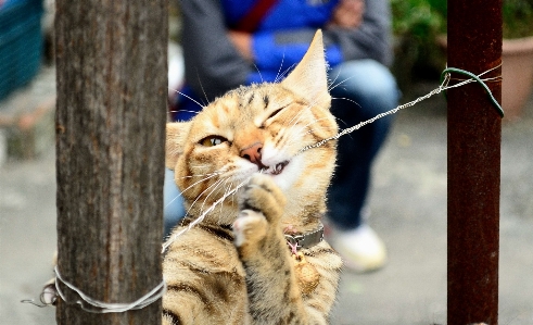 Foto Animais selvagens bicho de estimação gato mamífero