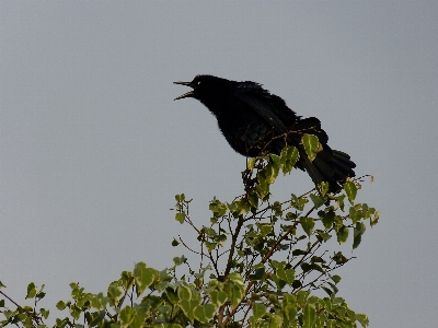 Foto Pohon alam cabang bayangan hitam