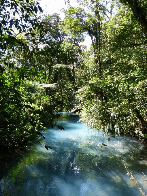 景观 树 水 自然