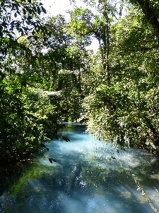 風景 木 水 自然 写真