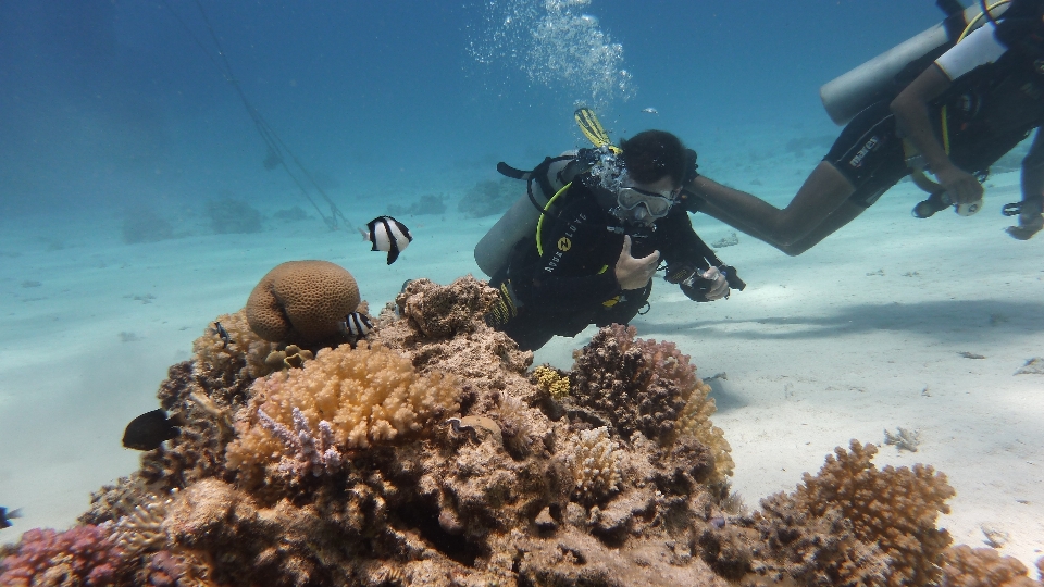 Meer tauchen unter wasser biologie