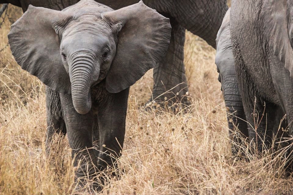 Aventura trompa fauna silvestre África