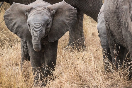 Adventure trunk wildlife africa Photo