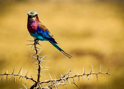 Foto Natura ramo uccello ala