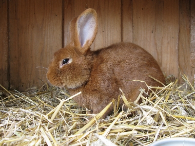 Foto Satwa bulu mamalia fauna