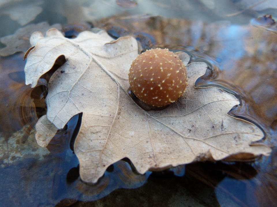 Baum wasser wald holz