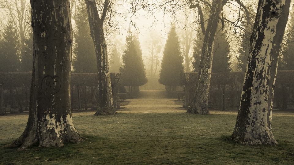 Albero natura foresta ramo