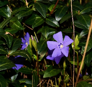 Plant flower botany blue Photo