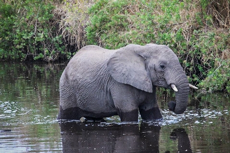 Foto Agua naturaleza animal fauna silvestre