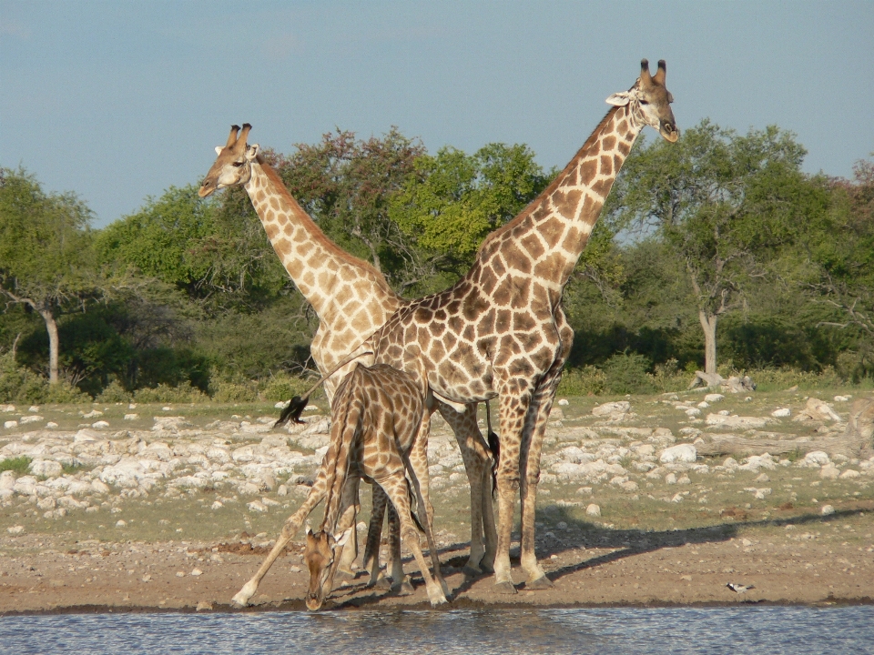 Adventure wildlife mammal drink