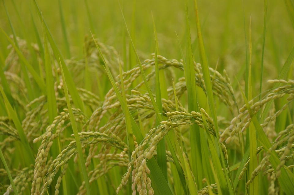 Grass plant field lawn