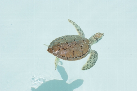 Biology turtle sea reptile Photo