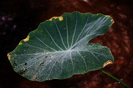 Tree water nature drop Photo