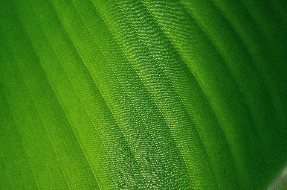 自然 草 植物 阳光