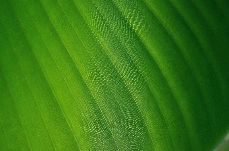 Nature grass plant sunlight Photo