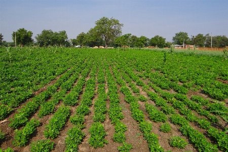 Field farm produce crop Photo