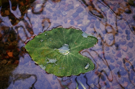 Tree water nature drop Photo