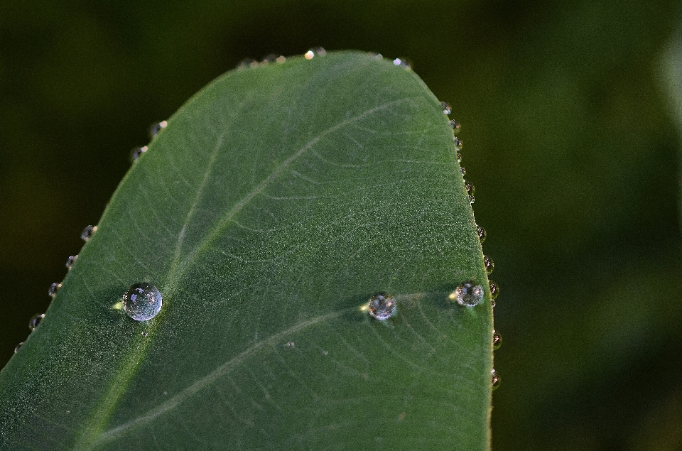 Tree water nature drop