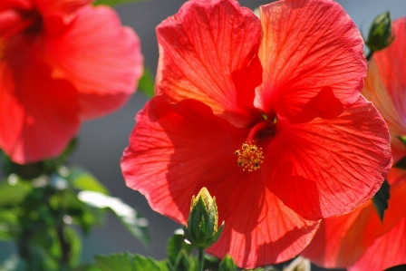 植物 花 花弁 夏 写真