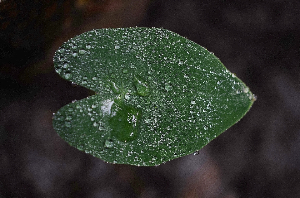 Baum wasser natur zweig