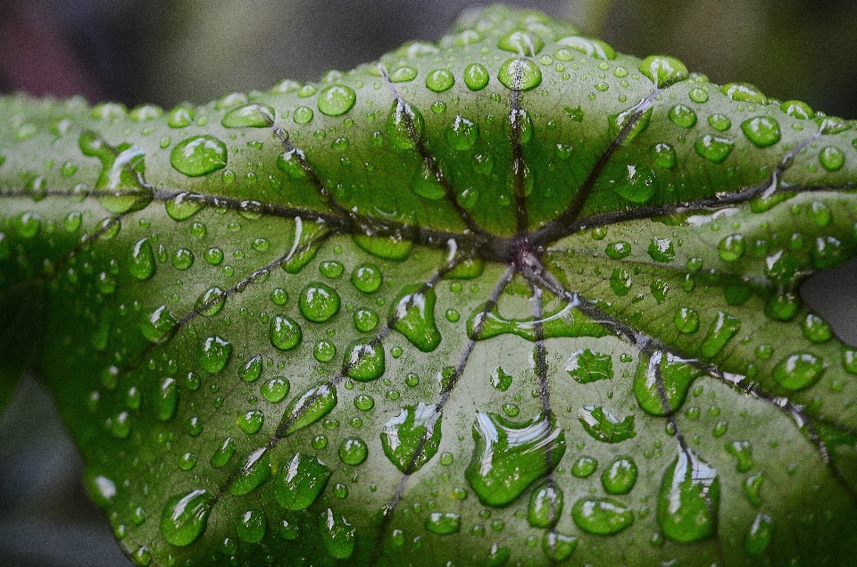 Baum wasser natur tropfen