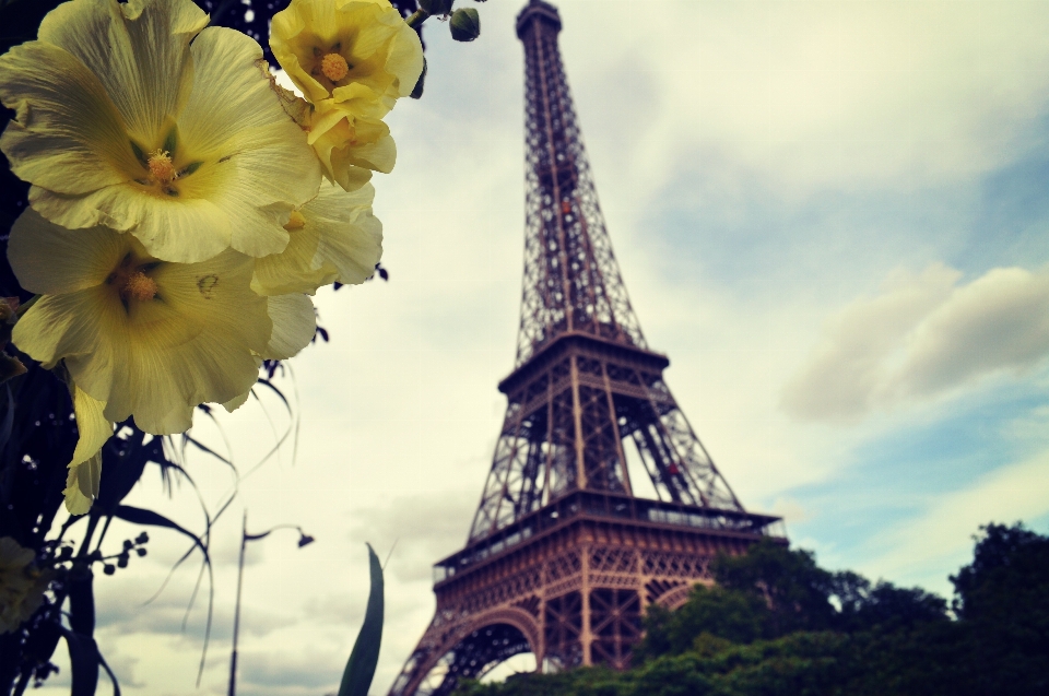 Plant sky flower eiffel tower