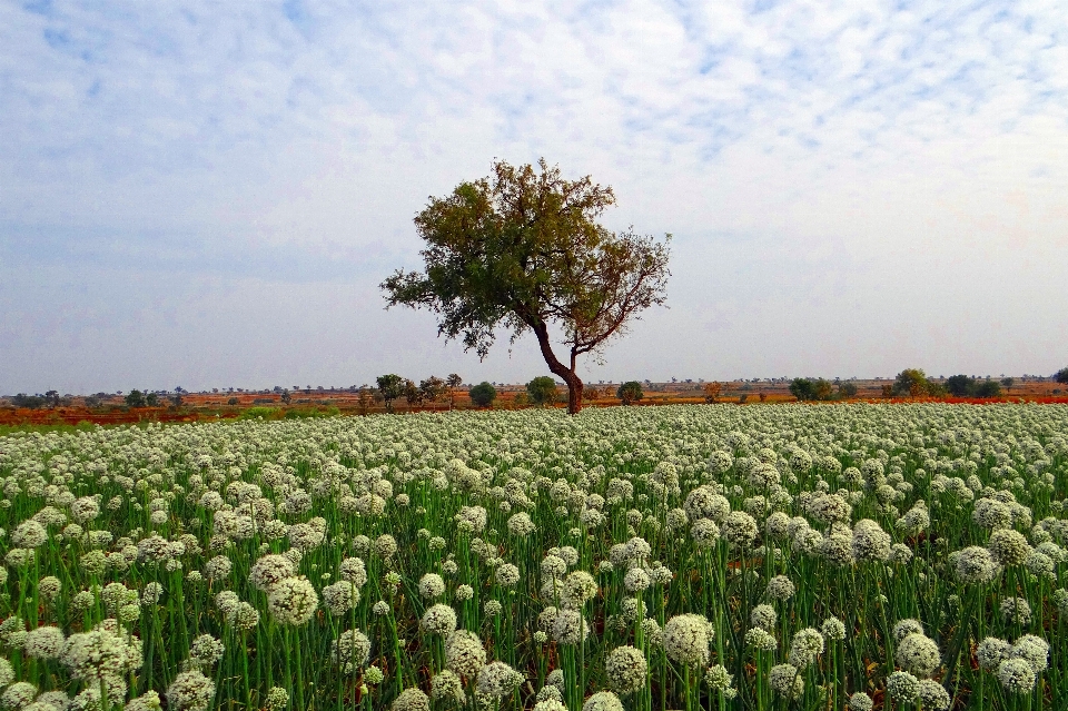 пейзаж природа открытый растение