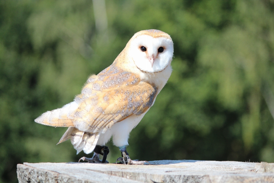 Vogel flügel tierwelt schnabel