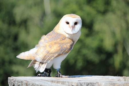 Bird wing wildlife beak Photo