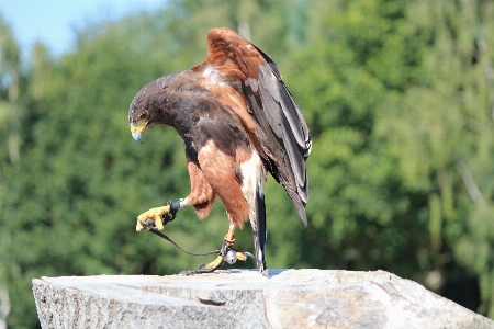 Bird wing wildlife zoo Photo