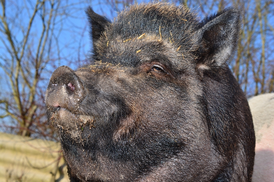 Tier tierwelt säugetier fauna