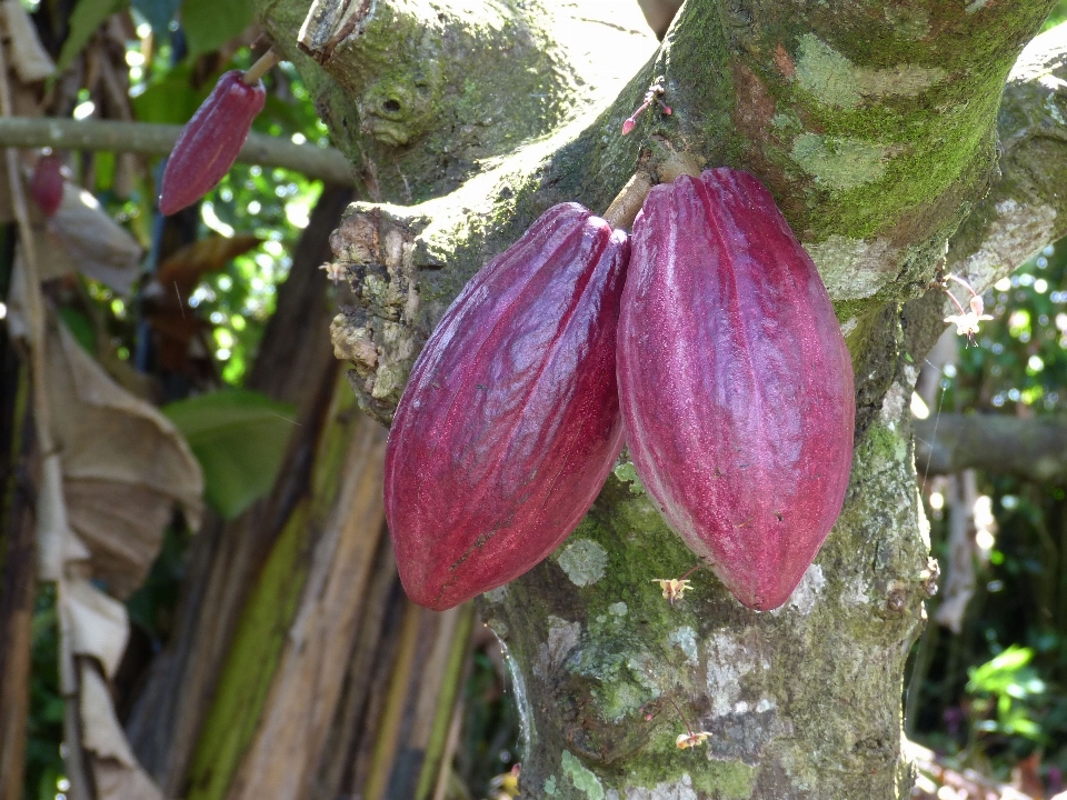 Pohon tanaman buah daun