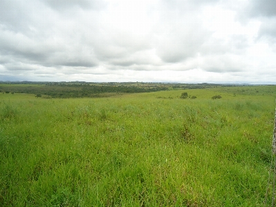 Foto Lanskap rumput cakrawala rawa
