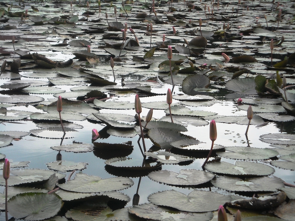 Mer eau dock fleurs