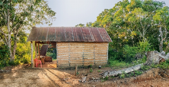 Nature forest farm countryside Photo