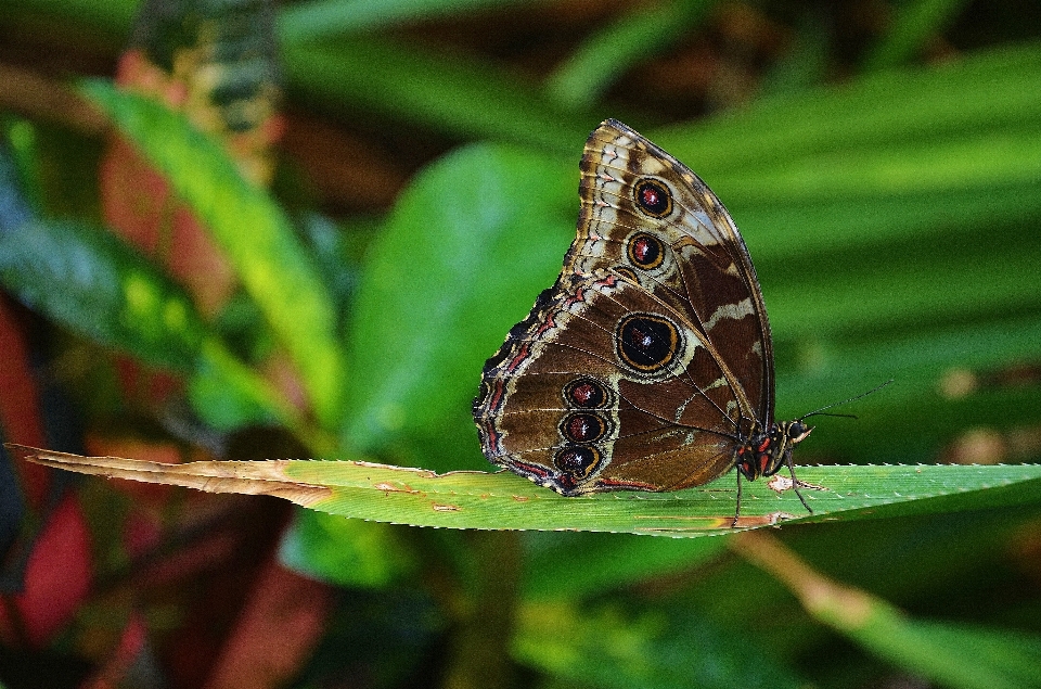 Natura fotografia liść kwiat