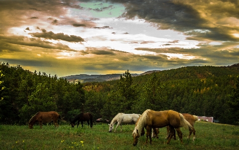 Landscape nature forest grass Photo