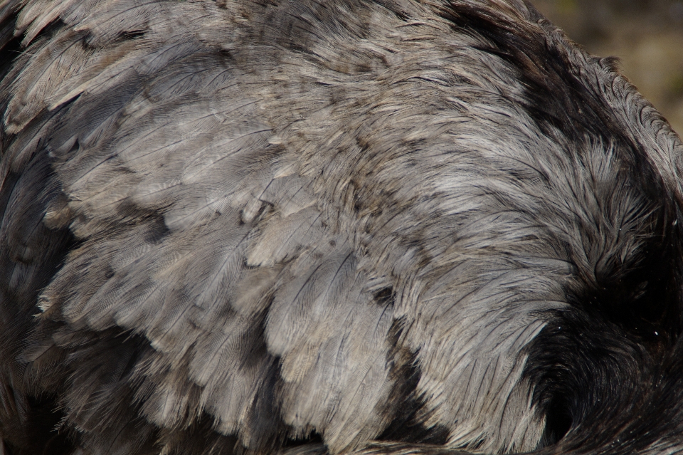 Burung sayap struktur tekstur