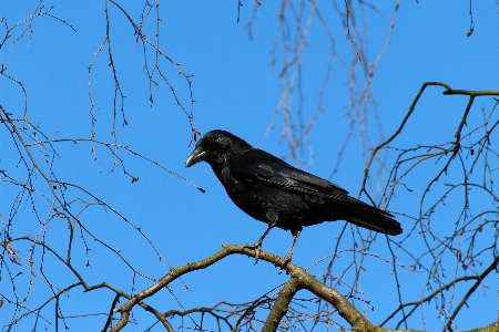 Foto Natura ramo uccello animale