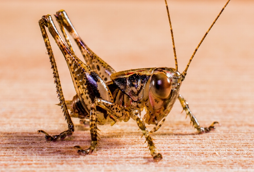 Insekt schließen fauna wirbellos