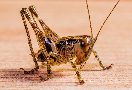 곤충 닫다 fauna 무척추동물 사진