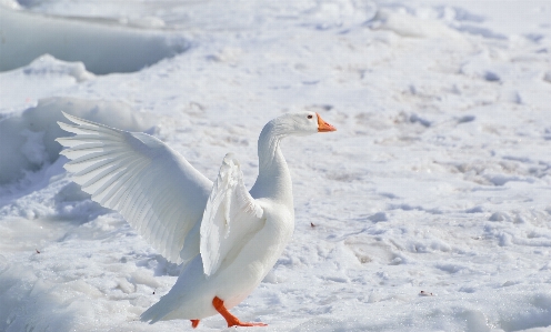 Nature snow winter bird Photo