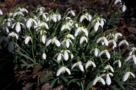 Anlage weiss blume botanik
 Foto